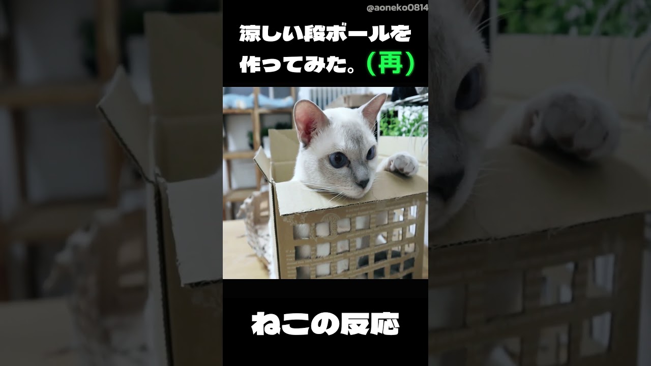 猫 #shorts #ねこ #cat