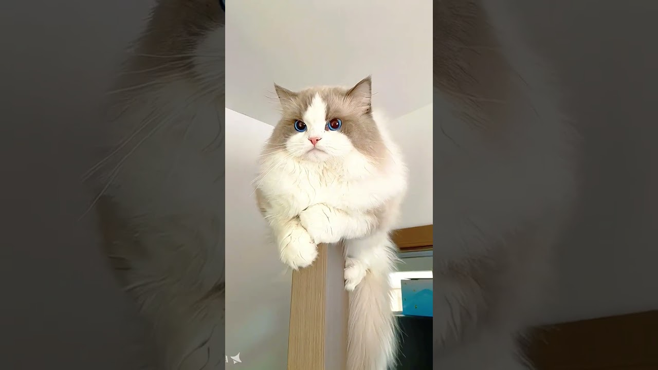 Cute kitten | Cute Cat | Ragdoll Cat 🐱💕#cat #shorts  #ragdollkitten #ragdollkittens #CuteCats