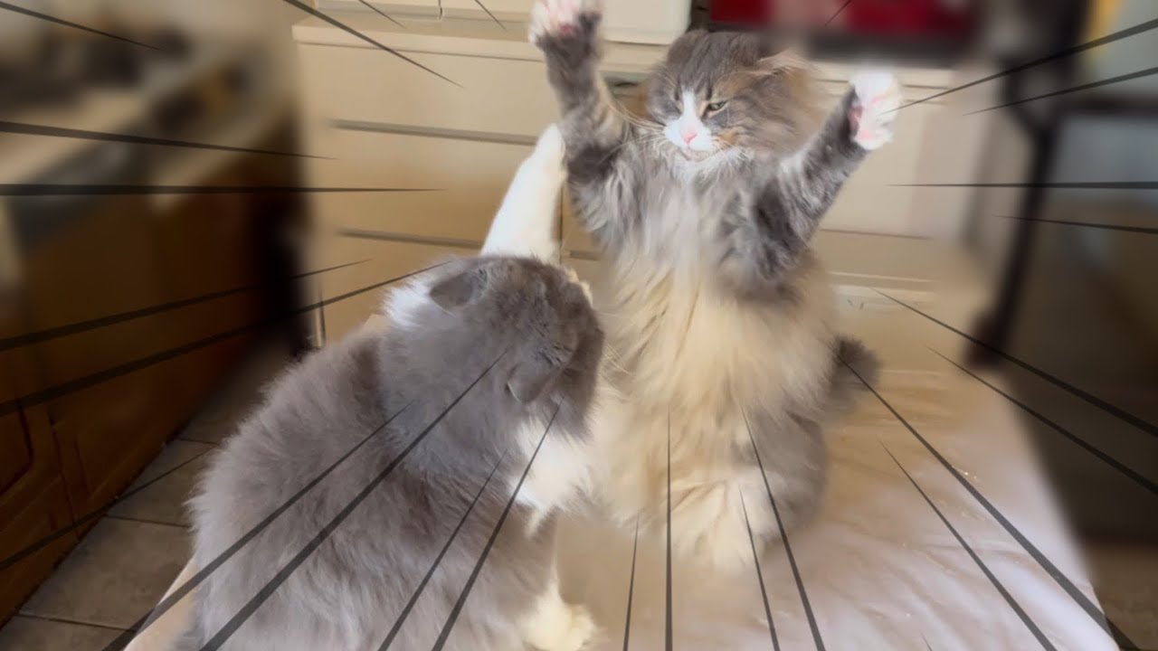 【バトル‼︎】仲良しノルウェージャンフォレストキャットの、長めの猫パンチ対決www
