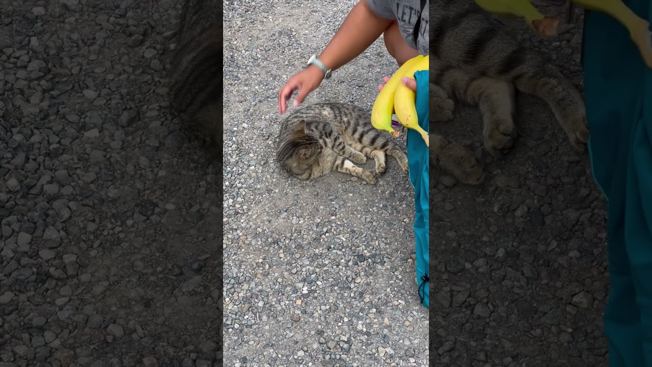 Manx cat we met on vacation!