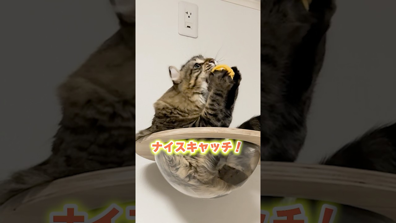 ドヤ顔がかわいい😂 #cat #アメリカンカール