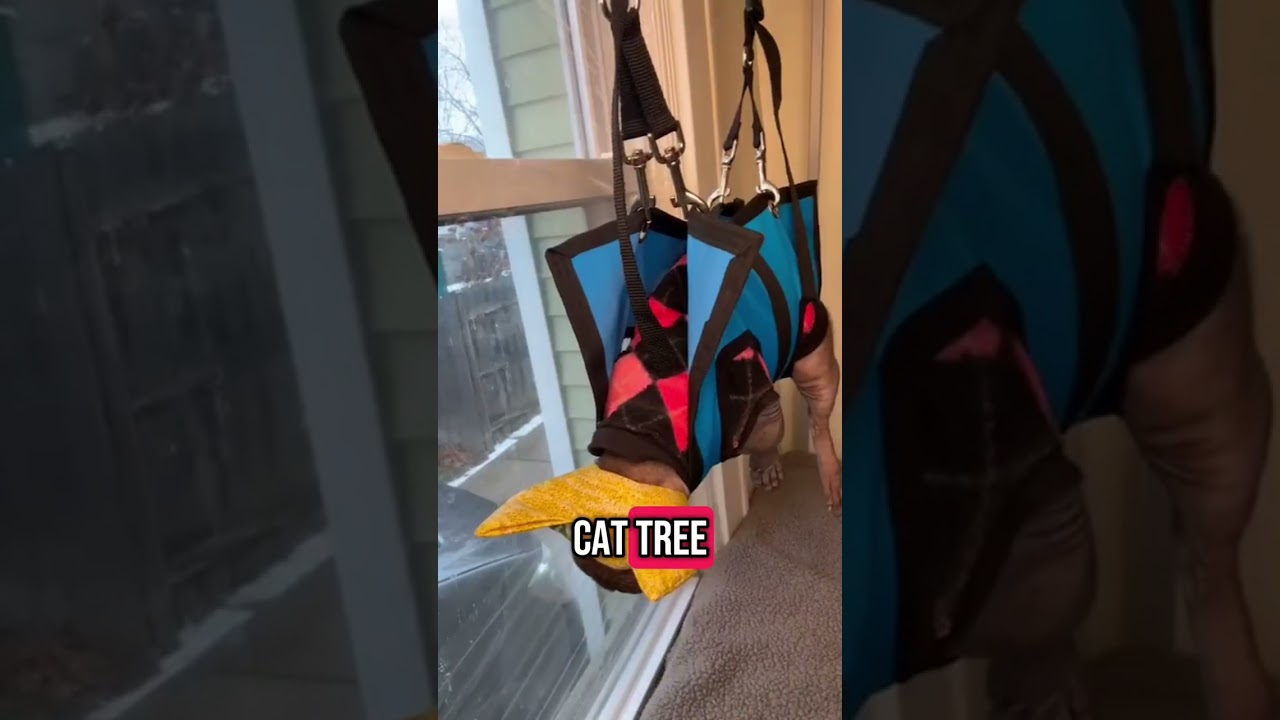 Sphynx Cat Ear 👂 Cleaning Tips!!   #sphynxearcleaning