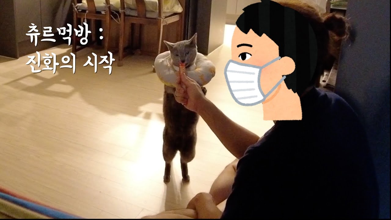 츄르 먹방 : 진화의 시작 (feat. 루리) | Churu Mukbang: The Beginning of Evolution (feat. Ruri)