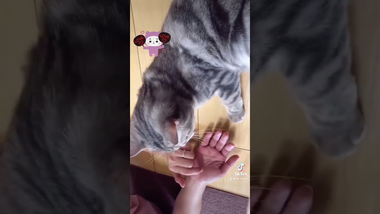 ご飯ちょーだい　#shorts #猫初心者 #マンチカン #初めての猫