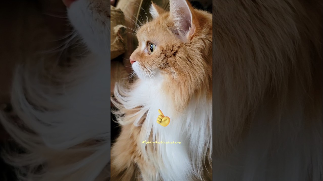 👼メインクーンの胸毛がふわふわ。