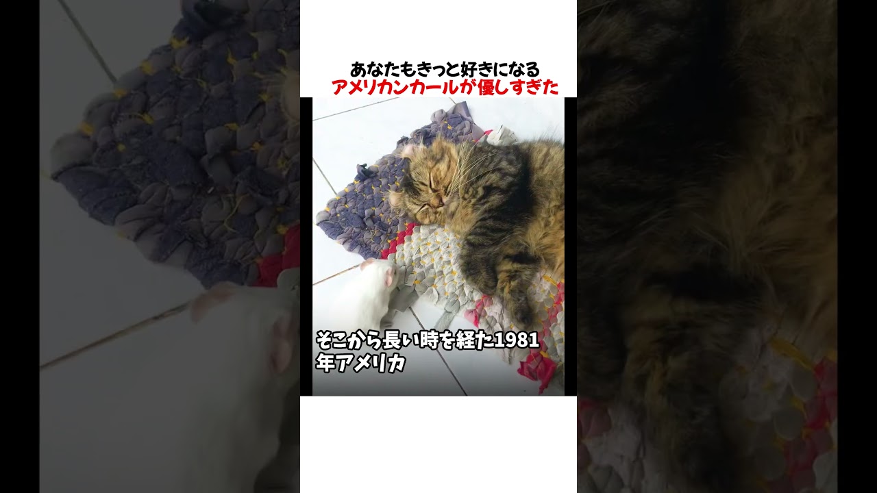 あなたもきっと好きになるアメリカンカールが優しすぎた