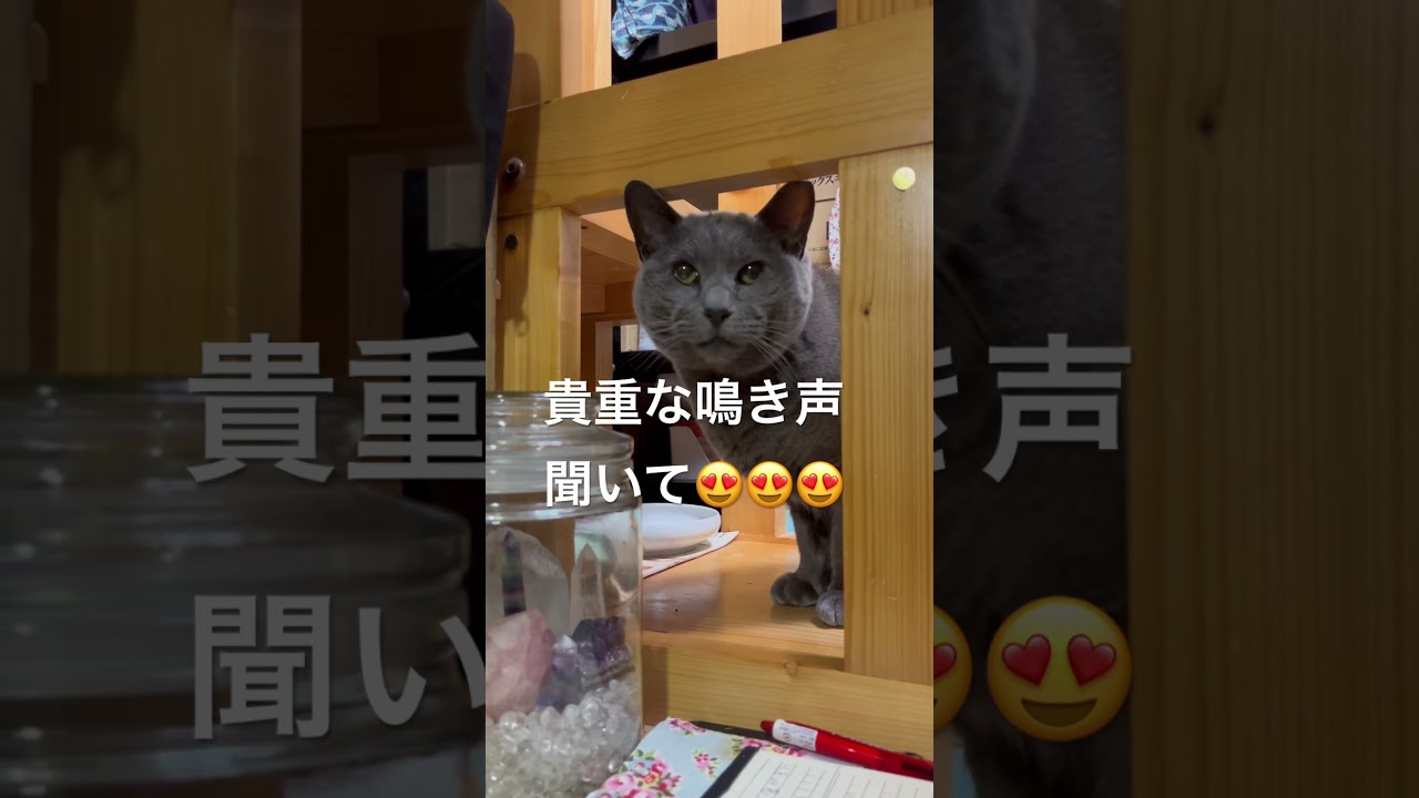 保護猫ロシアン、ブルーペーター10歳サイレントキャットがたまになく声が可愛い人間は猫の下僕です