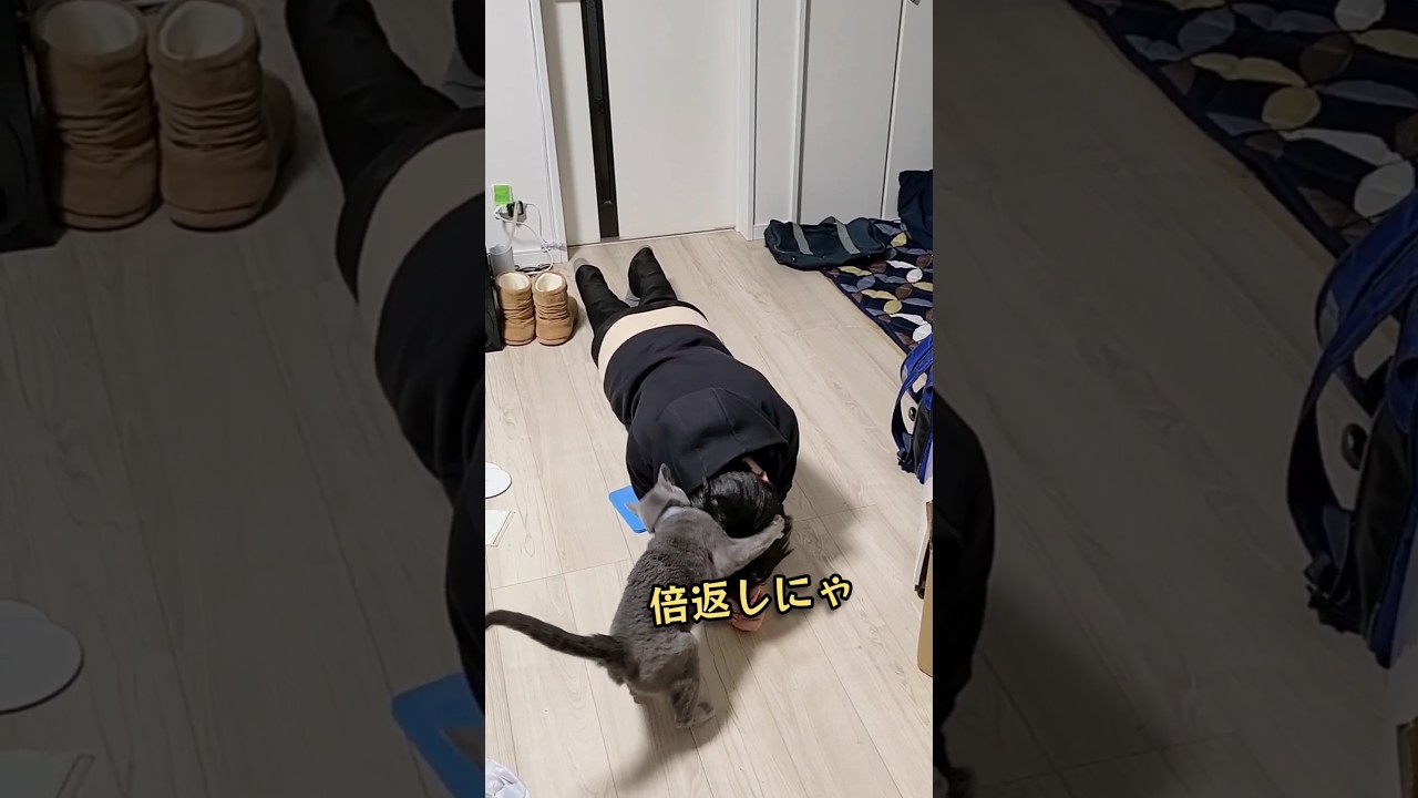 🐈‍⬛やられたらやり返す😾‪猫 ロシアンブルーとの遊びの時間