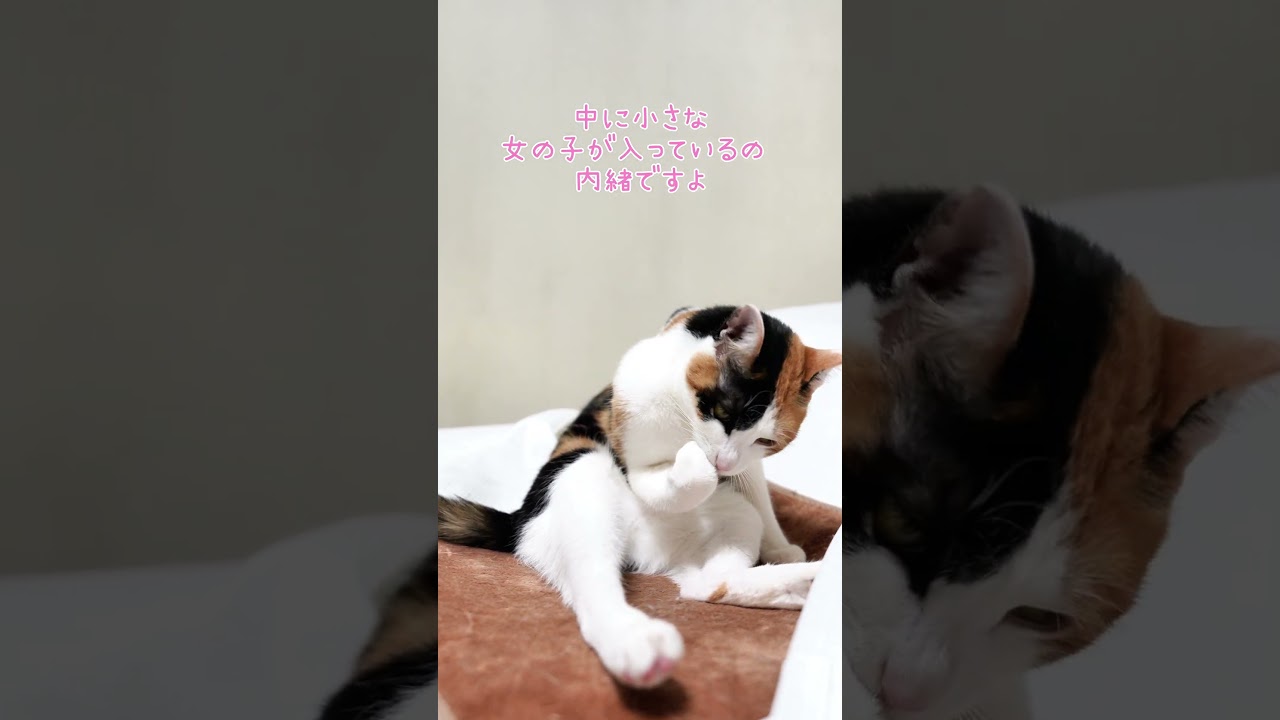 #Kabuki performance #歌舞伎 #shorts #cat #保護猫 #猫のいる幸せ #三毛猫  #グルーミング #makeup #cooking #猫のいる暮らし #癒し #癒し動画