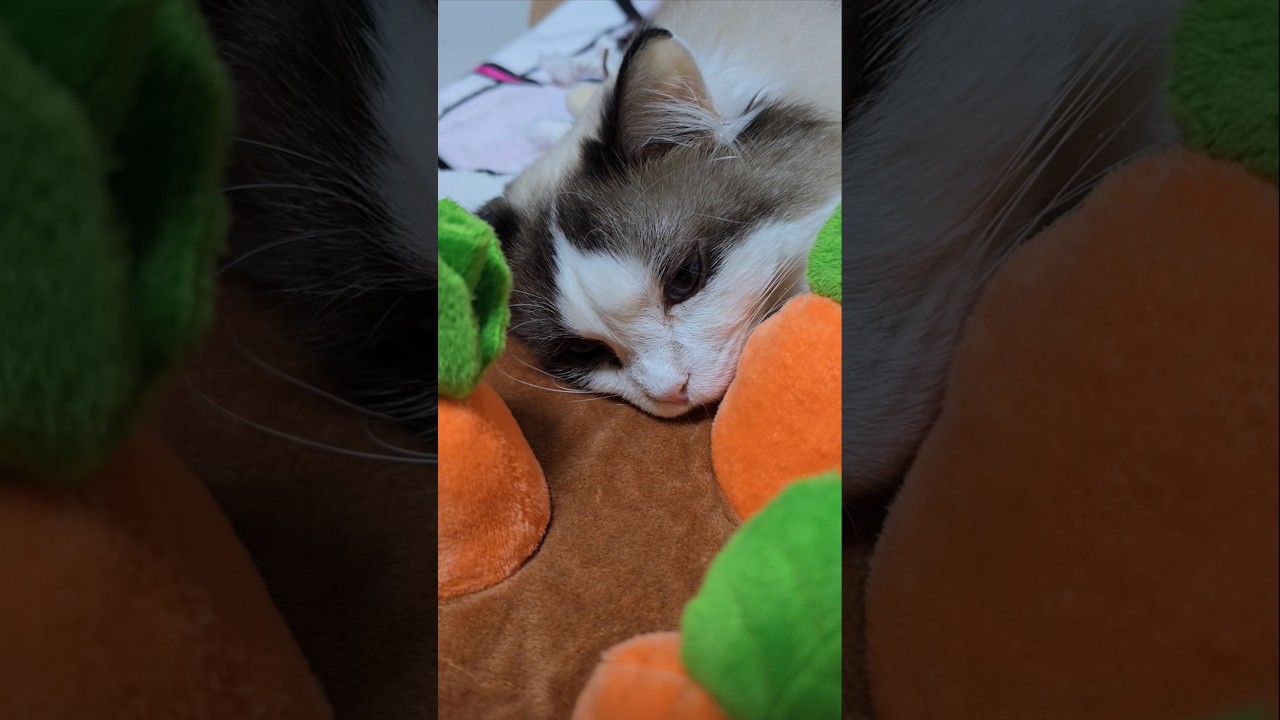 당근밭 고양이