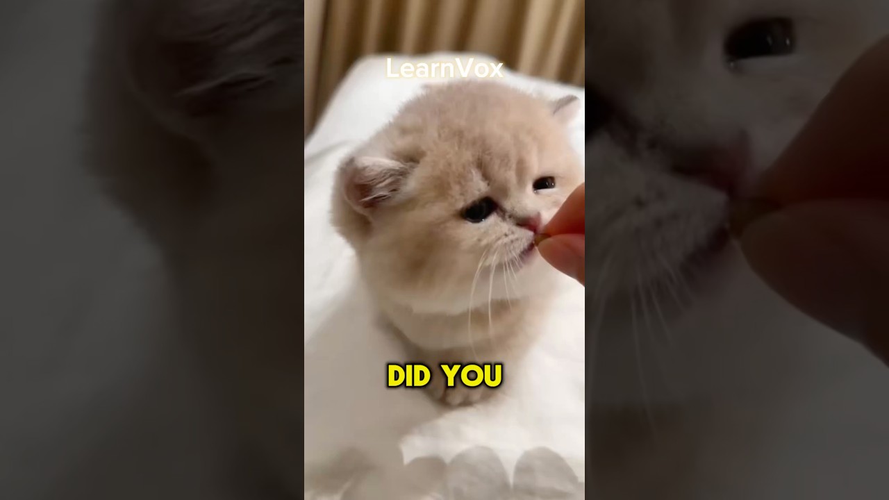 Did You know ? #youtubeshorts #facts #ytshorts #animals #facts #shorts #kitten #cat