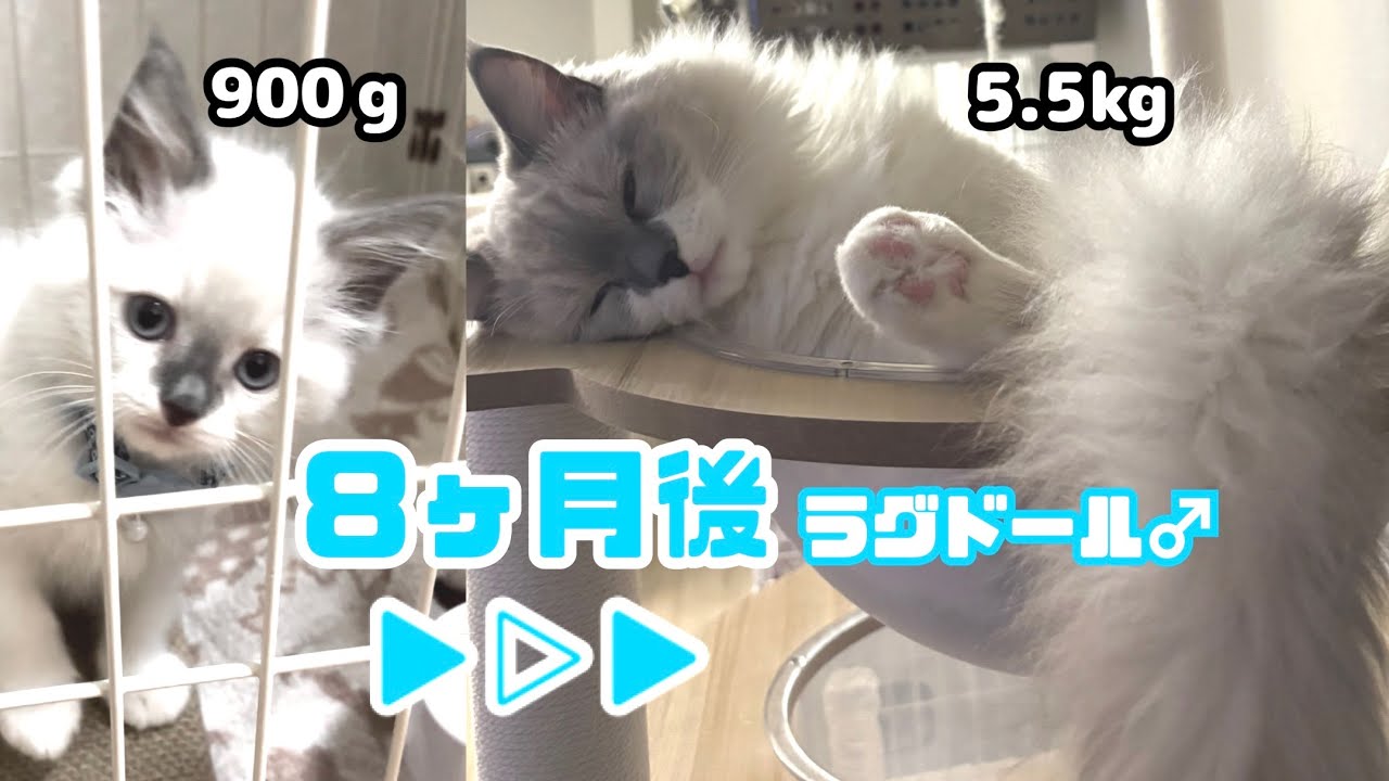 900gのラグドールが8ヶ月で5.5kgのでかねこになるまでの成長日記