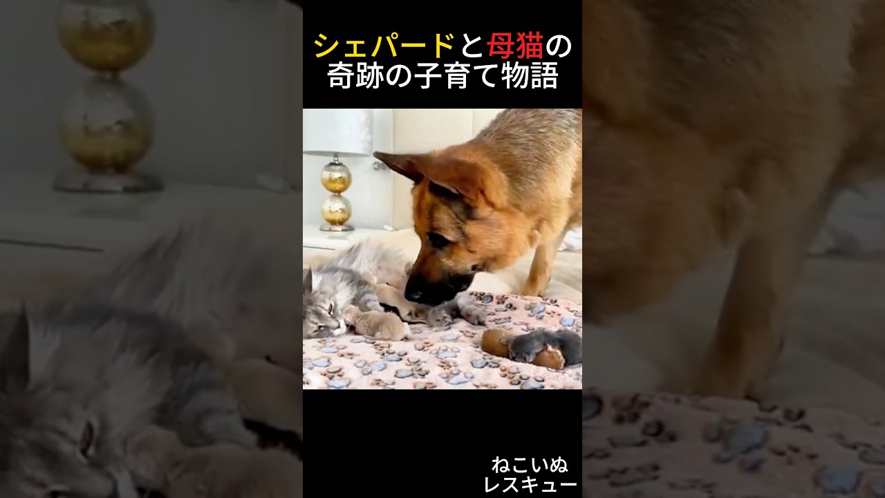 シェパードと母猫の奇跡の子育て物語