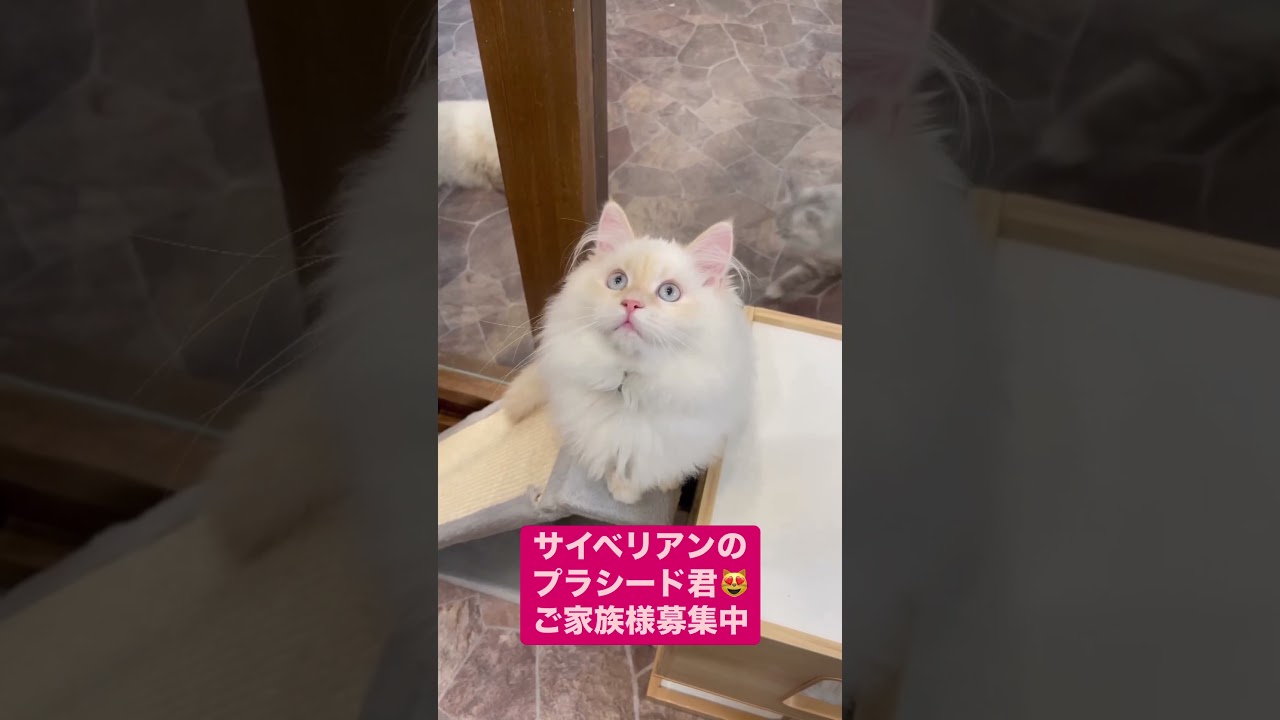 抱っこができる#サイベリアン の#子猫 😻世界チャンピオン血統のプラシード君🤴珍しいカメオ・クリーム(レッド・シルバー)のお色なので、色白で肉球&お耳はピンク色🩷美しい男の子#ペットショップ