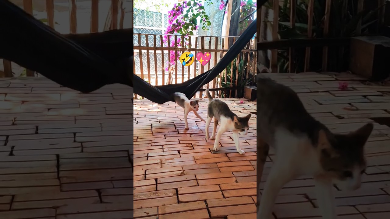 Cutest kittens 😻 #manxcat #cutecat #catlover #cat #shortvideo #manx #cutekitty #youtubeshorts #viral