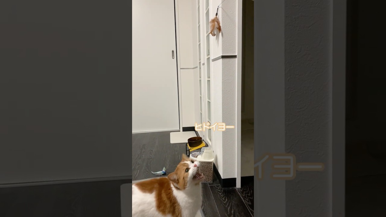ねこにいじわるしてみた結果・・・#ねこ  #cat #catlover #スコティッシュフォールド #猫