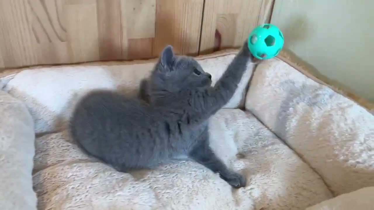 ロシアンブルー ロシアンスマイルが超キュート❤元気な女の子です✨