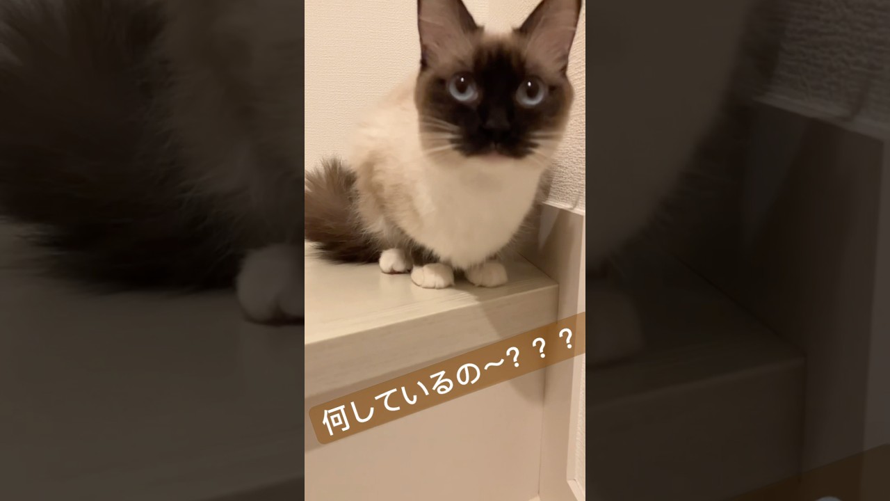 ラグドールの女の子 #cat #ラグドール #ragdoll #猫のいる暮らし #ragdollkittens #猫好きさんと繋がりたい #ragdolls #ねこ #shorts