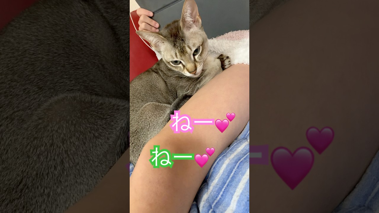 相思相愛　#猫のいるくらし  #シンガプーラ