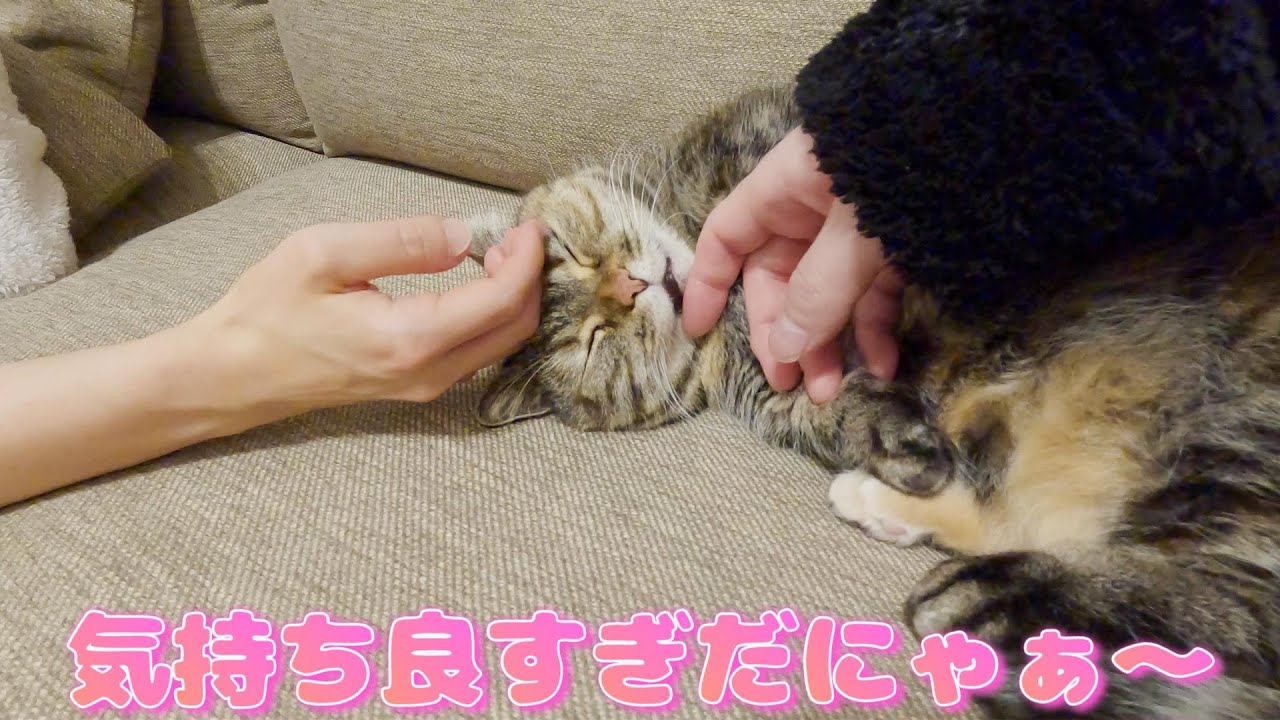 猫ちゃんを二人同時になでなでしたら反応が可愛すぎた