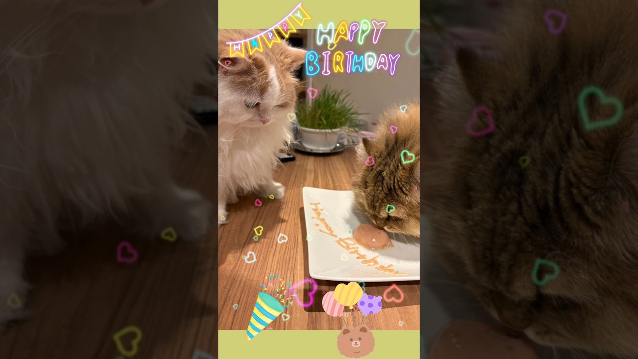 【猫のいる暮らし】#cat #スコッティッシュフォールド #猫 #ペルシャ
