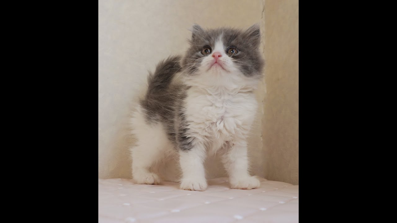 ブリティッシュロングヘアー子猫　British Longhair　2024.12.12産まれ　ブルー＆ホワイト　男の子　シーダキャット猫のお店