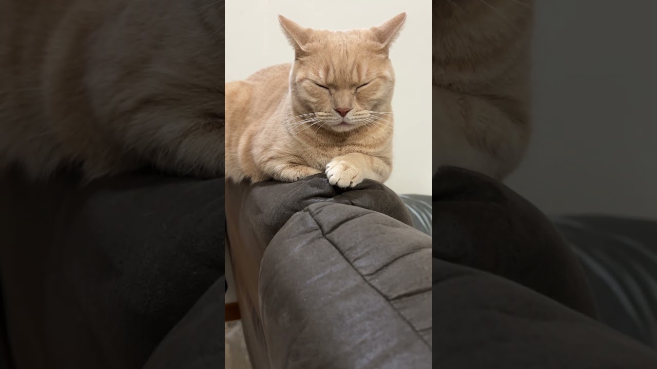 見よ。スフィンクスだ！Behold. The Sphinx! #cat #shorts