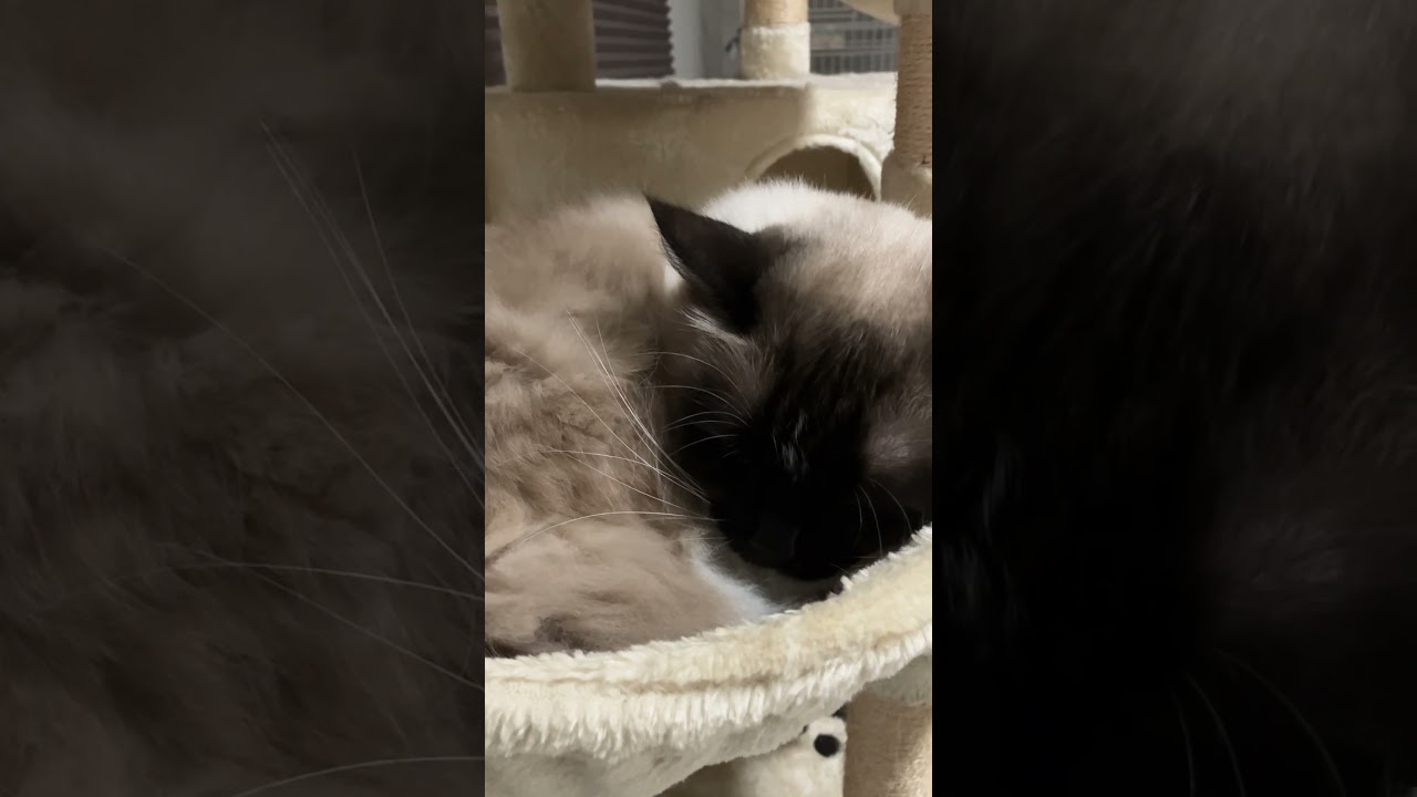 寝ているラグドールのたぬきみたいな猫 #cat #ラグドール #ragdoll #猫のいる暮らし #ragdollkittens #猫好きさんと繋がりたい #ragdolls #ねこ #バグドール