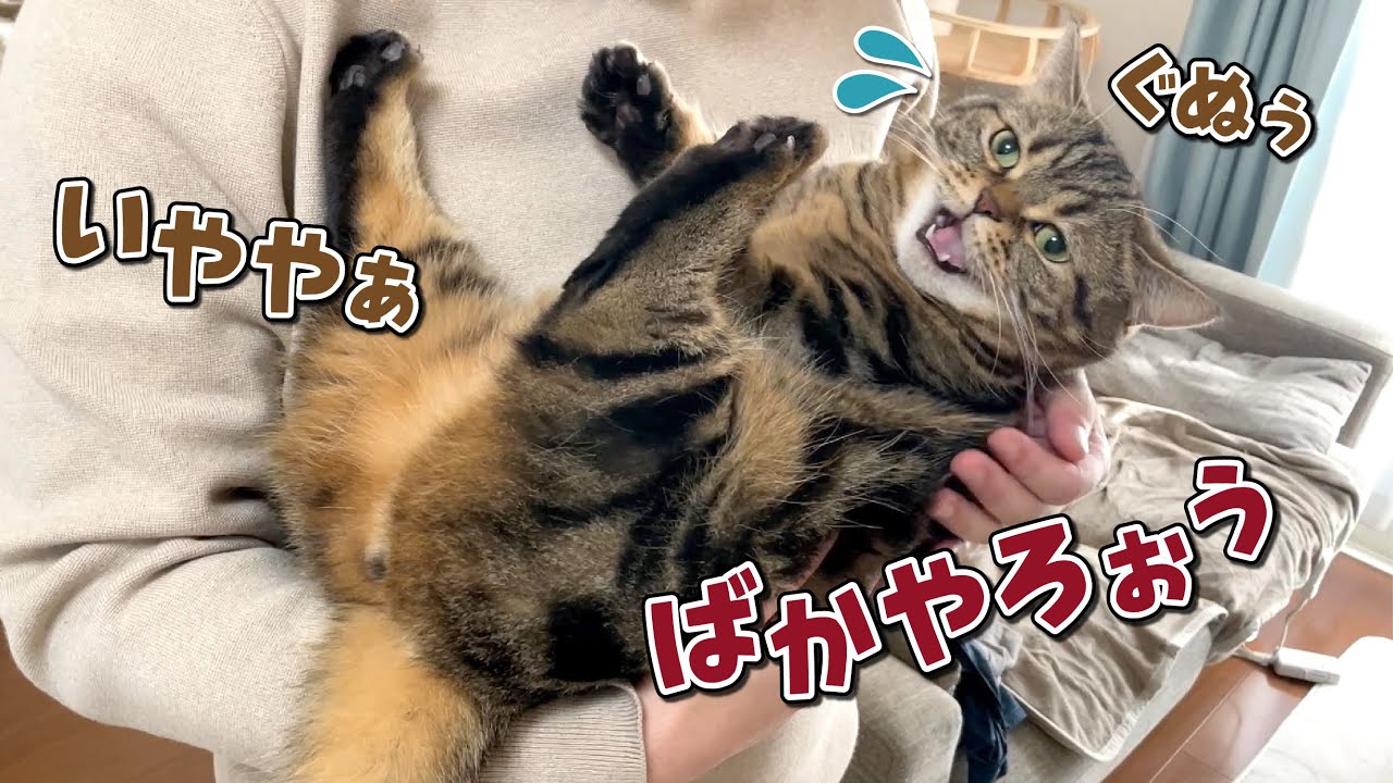 愛猫にキスしようとしたら不満と暴言が止まらなくなっちゃいました…