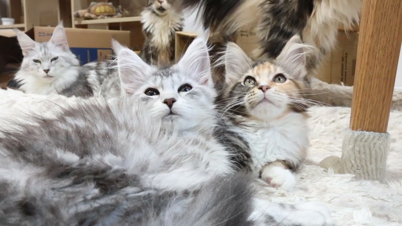 うたた寝しているメインクーン子猫マヒナちゃん