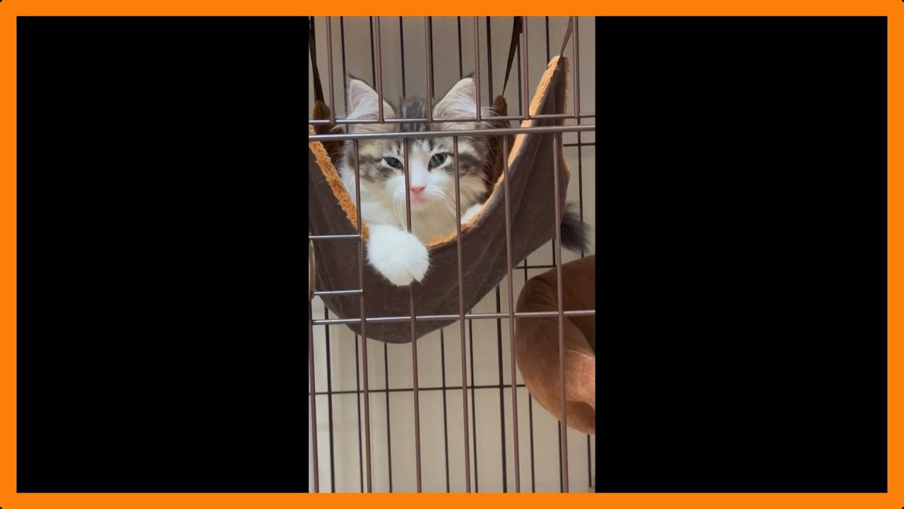 猫と暮らす日常 #21〜子猫の甘えん坊が大爆発した〜