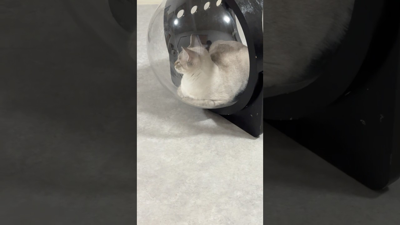 そこで香箱座りするの？　#シャムトラ #元保護猫 #シャムミックス  #cat #猫耳 #kitten  #猫耳 #siamesemix