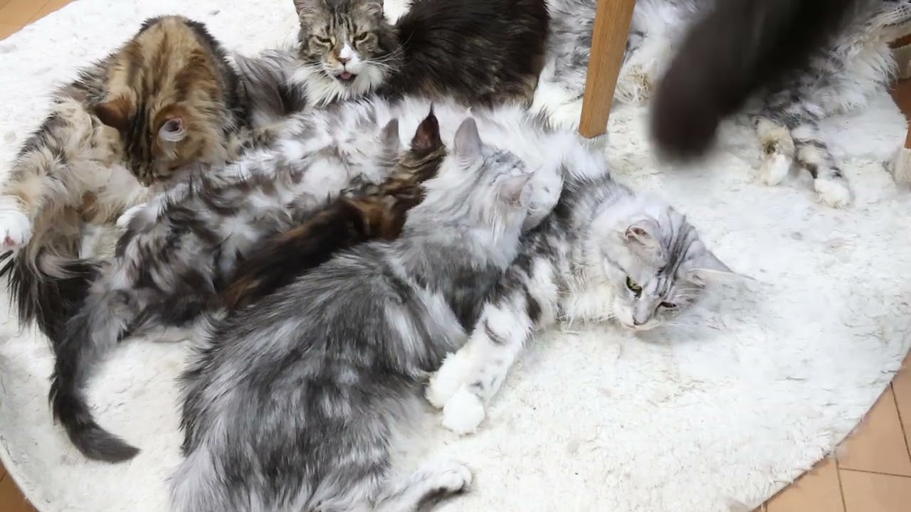 お乳をもらう大きなメインクーン子猫たち