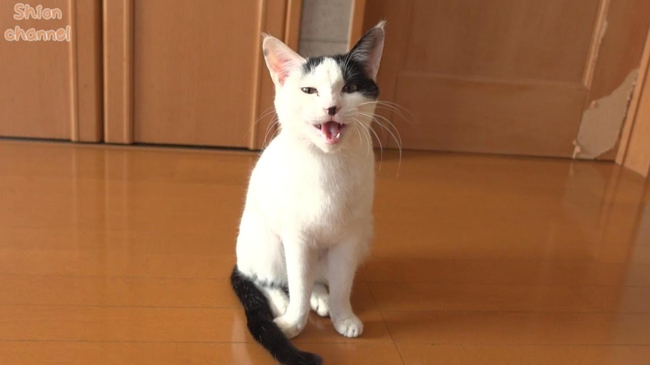 ご飯の後に「ごちそうさま！」を言ってくれる猫