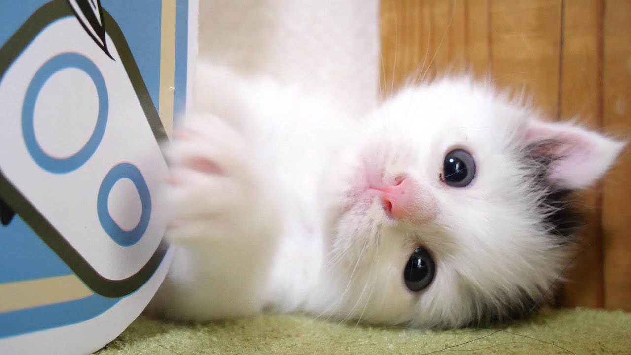 急ぎ過ぎた子猫が隙間に挟まってしまう？　急げや急げとミルクの時間に間に合わないよと慌ててしまったパンダちゃん！？【赤ちゃん猫　保護猫】