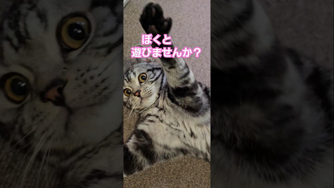 アメショーと戯れてみる💕クネクネゴロゴロ可愛いお手手💕#cat #Shorts