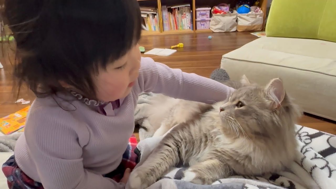 大人しく爪切りさせてくれる猫　サイベリアンA cat that obediently lets you get its nails clipped. Siberian