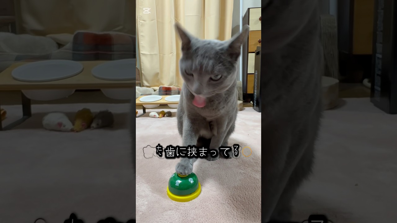 【ロシアンブルー】めろんやっぱり見逃さなかった🤭【猫】#shorts