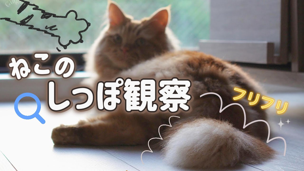 サイベリアンのしっぽ観察してみた！猫はどんな気持ち？