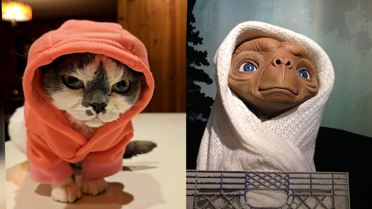 an interesting fact about the Devon Rex that you may not know