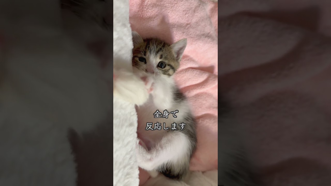 生後4週間の保護子猫はこんな遊び方ができます #shorts  #子猫保護 #子猫動画