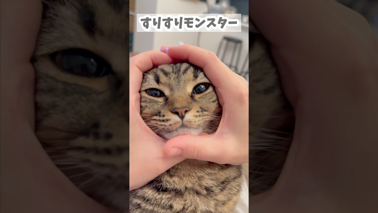ママに抱っこされてご満悦な猫が可愛すぎる!! #shorts #猫 #cat