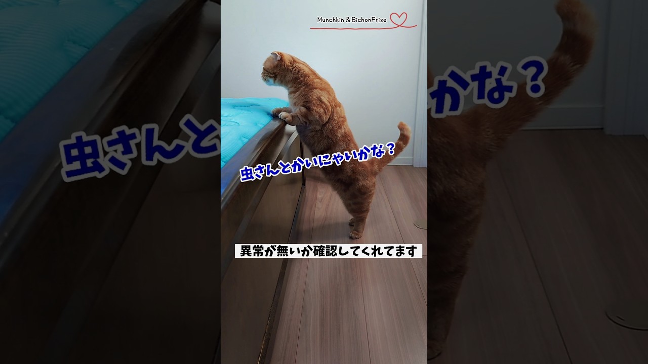 【マンチカン】寝室のにゃるそっくもしてくれる短足猫 【犬と猫、両方飼ってると毎日かわいい♥】