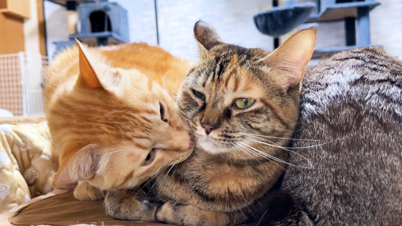 お姉ちゃん猫の真似をする子ども猫たちのおかげで飼い主は毎日にゃんにゃんパラダイスです(笑)