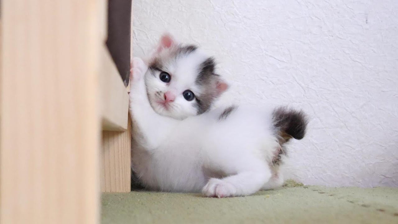 首を短くしてミルクを待つ子猫？暴れん坊の豆大福ちゃんたち【赤ちゃん猫　保護猫】