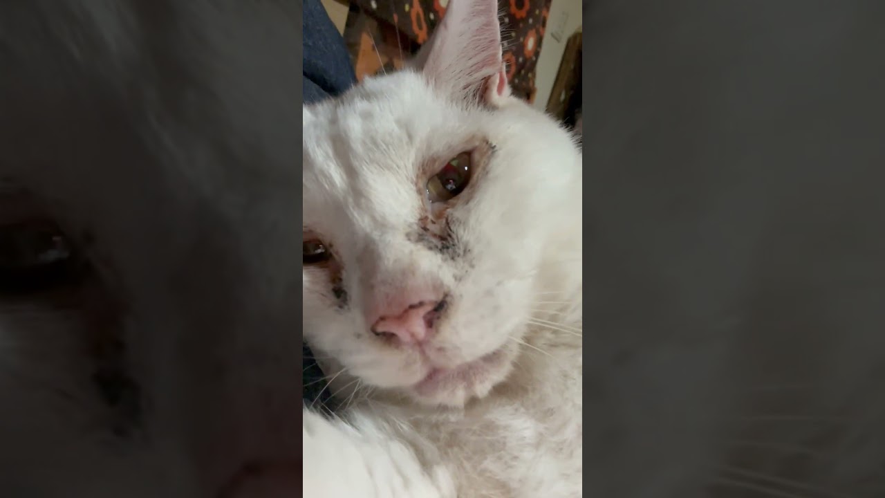 10年間野良だったおっさん猫の赤ちゃん帰り#野良猫から家猫へ #保護猫 #シニア猫