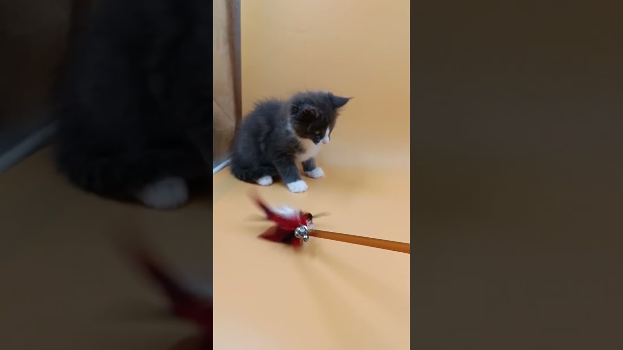 May Blue Bicolor Maine Coon Male Kitten Available Now | Purebred Kitties