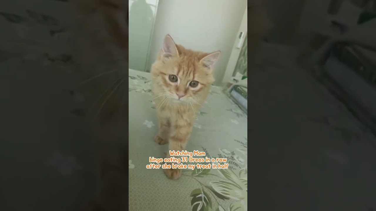 The betrayal cuts deeper than my broken treat hooman🍪🐈