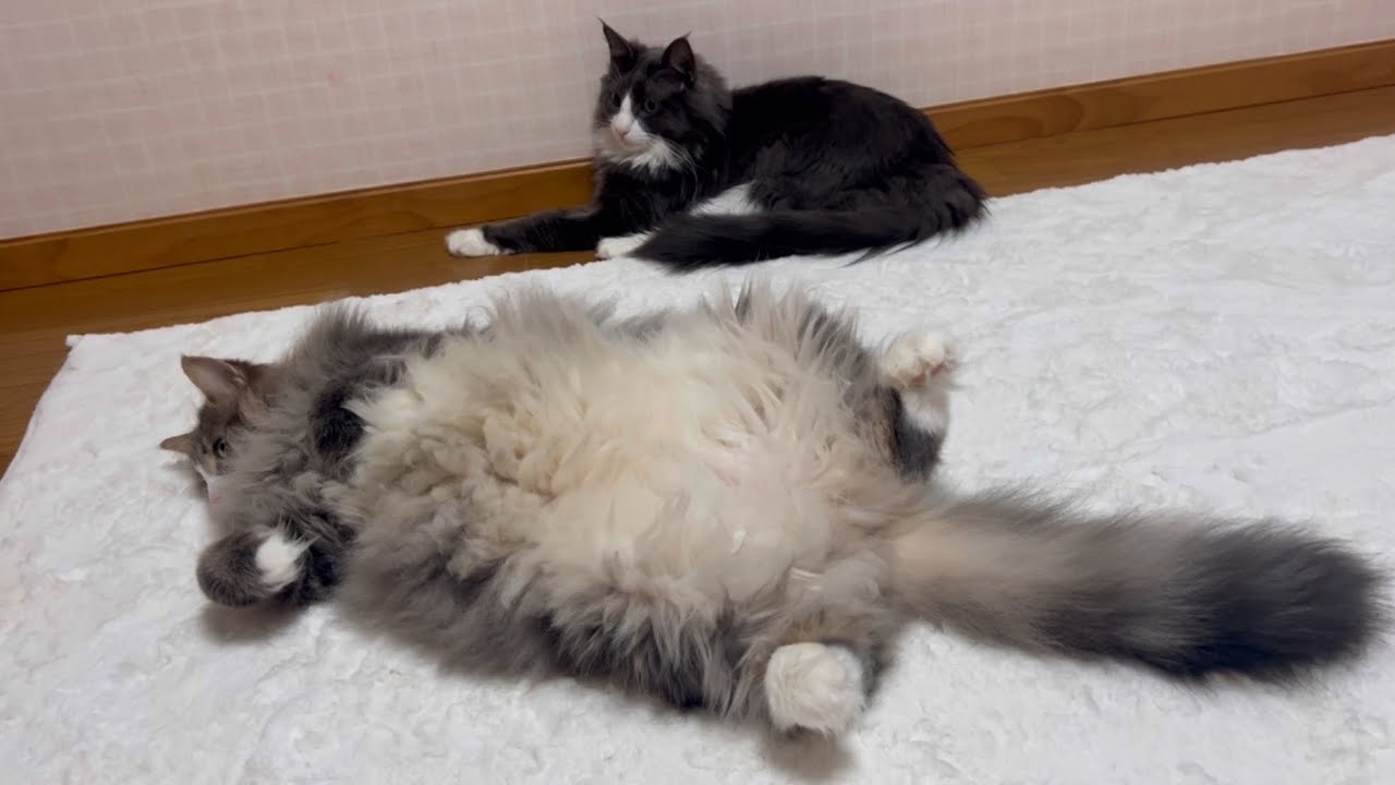 【ゴロン】警戒心がなさすぎる、ノルウェージャンフォレストキャットのかわいいゴロゴロ集🩷