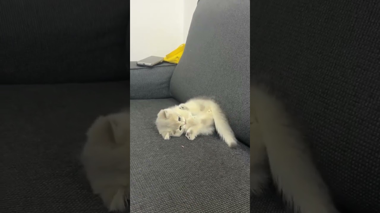 I started playing with myself #little kitten #cat with short legs #Manx Short Legs Cat #kitten